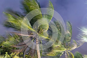 Soft focus  of tornado or hurricane winding and blowing coconut palms tree with dark storm clouds. Rainy season in the tropical