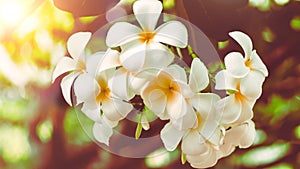 Soft focus Tropical flowers frangipani Plumeria . Beautiful white Plumeria rubra flower in summer sunlight