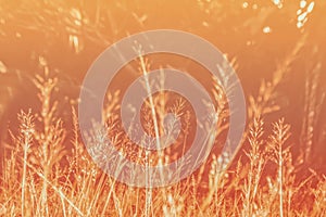Soft focus of tropical grass  flower field  spring ,  abstract background