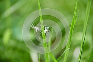 Soft focus. Two fluffy white dandelion seeds flying in wind fell into green grass of earth. Wind dispersal of seeds.