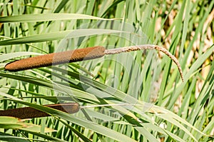 Soft focus of Typha flowering plants