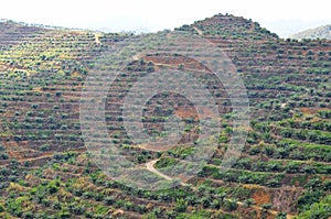 Soft focus of view from far replanting oil palm tree at the hill