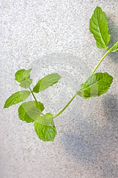 A soft focus view of a green and a fresh sprig of mint hanging from a pot.