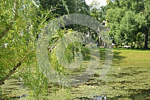 Soft focus view of the Karjakinsky City Park, a pond with algae, a bridge and a willow on the shore