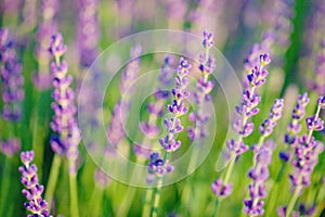 Soft focus of violet purple lavender flower, summer time