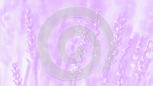 Soft focus of violet purple lavender flower, summer time. Pale violet toned. 16:9 panoramic format