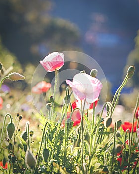 Soft focus vivid poppy on the field as symbol for Remembrance Da