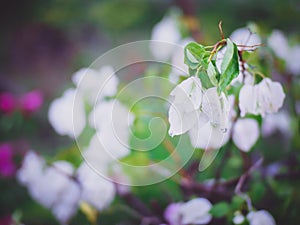 Soft focus white bougainvillea flowers after raining blur bokeh green leaves background