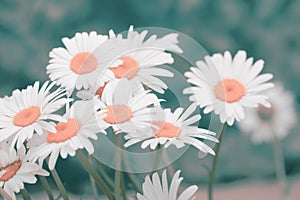 Soft focus white Chamomile flower. Nature horizontal background