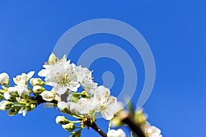 Soft focus of white cherry blossom flowers with blue sky - Prunus, Amygdaloideae, Rosaceae
