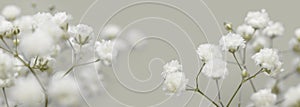 Soft focus White flower on blur beige background