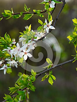 Soft focus white flower spring time blossom season garden floral nature photography and unfocused outdoor background space scenery