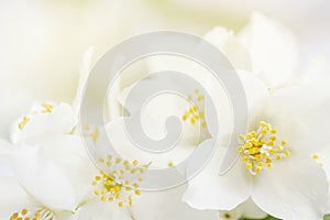 Soft focus on white jasmine flowers like greeting card