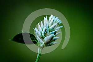 Soft focus of a white joyweed flower against a green background