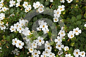 Soft focus of white Ornamental Bacopa flower with yellow pollen photo