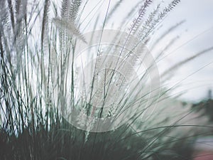 Soft focus White soft grass flowers Roadside vitage tone image background