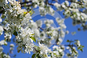 Soft focus of white wild apple flowers blooming on a tree against a clear blue sky