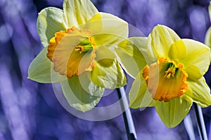 Soft focus of white wild daffodil or Lent lily flowers - Narcissus pseudonarcissus, Amaryllidoideae, Amaryllidaceae