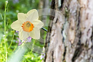 Soft focus of white wild daffodil or Lent lily flowers - Narcissus pseudonarcissus, Amaryllidoideae, Amaryllidaceae photo
