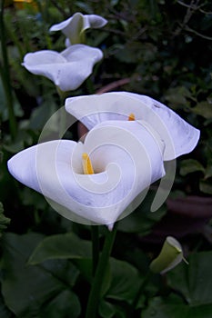 Soft focus of white Zantedeschia aethiopica known as calla lily and arum lily with yellow spathe