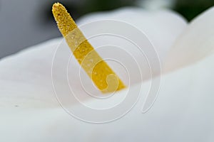 Soft focus of white Zantedeschia aethiopica known as calla lily and arum lily with yellow spathe