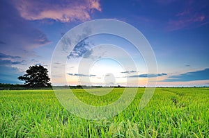 Soft focus of wide paddy field at sunset with blue sky at Perak