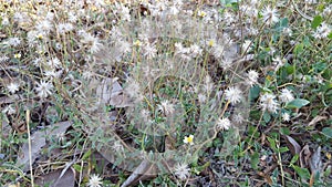 Soft focus- Wild grass when the dry season arrives
