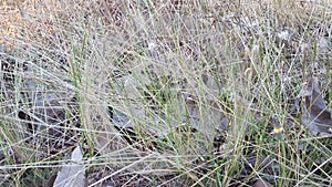 Soft focus- Wild grass when the dry season arrives