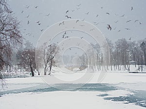 Soft focus. Winter lake with patterns on the snow cover of the water and lots of flying gulls in the city park on a snowy day