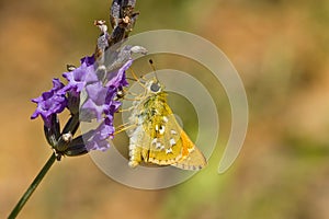 Soft focus of a yellow butterfly on a purple flower at a meadow