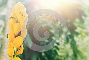 Soft focus yellow flower and red ant at sunrise with green ligh