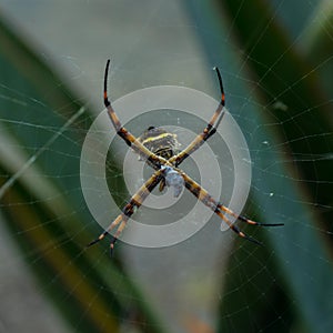 Soft focus of a yellow striped spider on a web