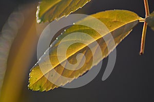 Soft focus a yellowish leaf against a dark background with bokeh effect