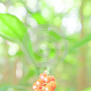 Soft focus of young green leaves with red fruitage in a tropical forest, bright and beautiful bokeh with blurred green backgrounds