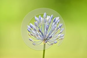 Soft focused beautiful flower - Allium caeruleum blue globe onion or ornamental onion, blue-of-the-heavens, blue-flowered garlic photo