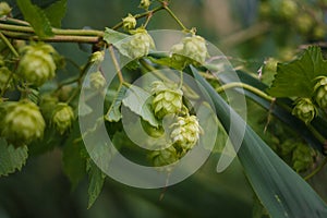 Soft focused close up shot of green hops with cones and fresh foliage on blurry background