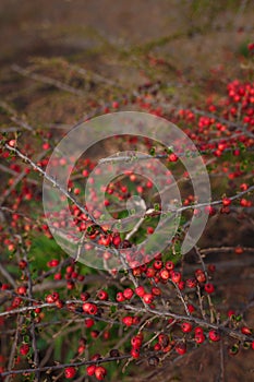 Soft focused close up shot of wall cotoneaster horizontalis bush with red berries without leaves in autumn. Deciduous evergreen photo