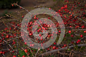 Soft focused close up shot of wall cotoneaster horizontalis bush with red berries without leaves in autumn. Deciduous evergreen photo