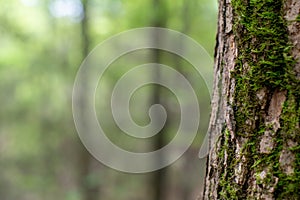 Soft Focused Forest Background with a Green Mossy Tree Trunk