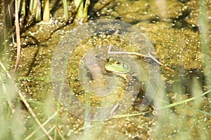 Soft focused frog in pond.
