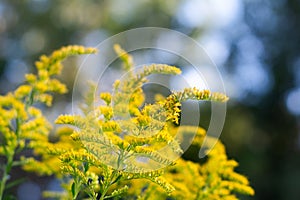 Soft Focused Goldenrod with Bokeh Background