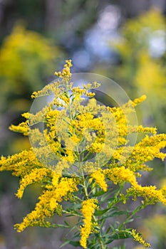 Soft Focused Goldenrod in the Woods