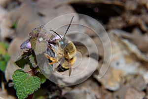 Soft focused macro shot of bumblebee with green eyes pollinating a wild flower. Close up, copy space.