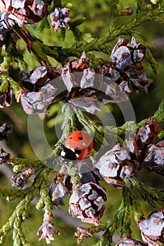 Soft focused macro shot of tiny red ladybug or ladybird on green leaves of thuja