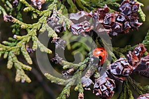 Soft focused macro shot of tiny red ladybug or ladybird on green leaves of thuja with dry cones.