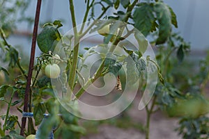 Soft focused shot of growing unripe green tomatoes on bushes. fresh organic farm vegetables, healthy food, seasonal harvest