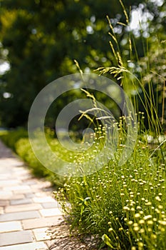 Soft focused shot of Santolina rosmarinifolia, holy flax, flowering plant. Evergreen shrub with narrow leaves, yellow flowerheads