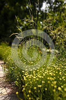 Soft focused shot of Santolina rosmarinifolia, holy flax, flowering plant. Evergreen shrub with narrow leaves, yellow flowerheads