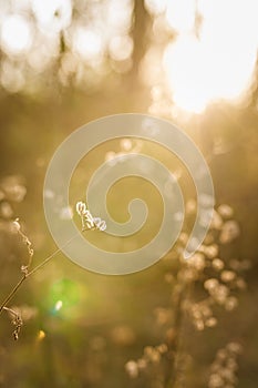 Soft focused vertical close up shot of forest plant in beautiful sunset rays light on blurry natural background