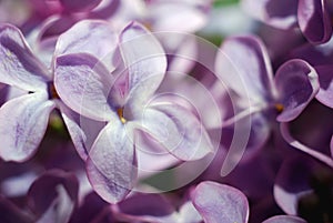 Soft focussed Lilac flowers. Spring floral background